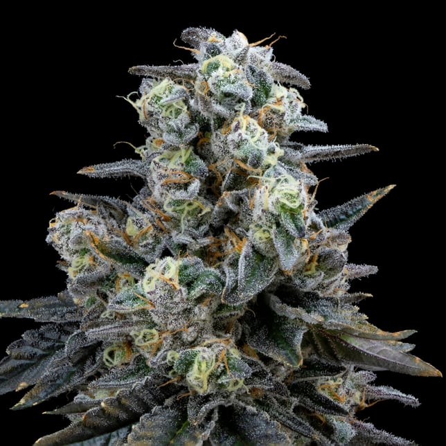 Kush Mints - Image 2 Kush Mints - Image 2