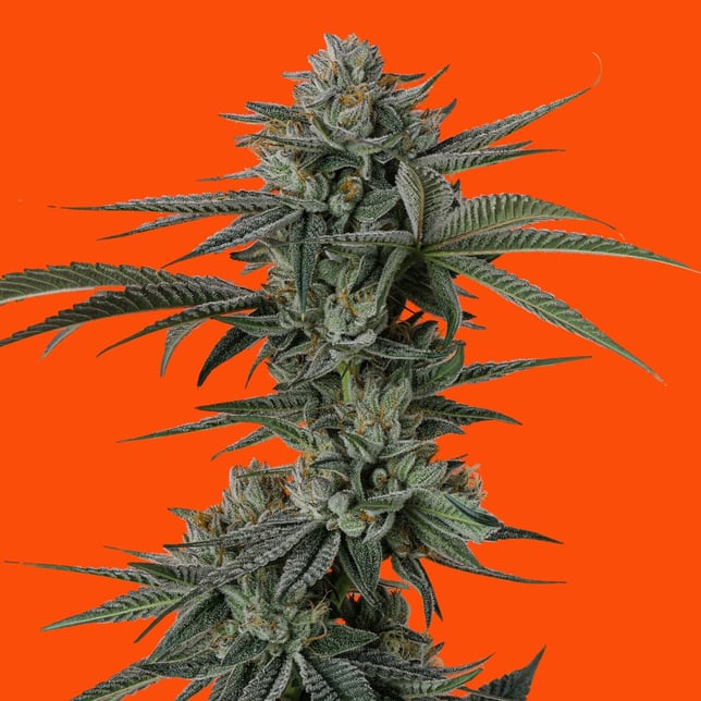 Violet Chems - Image 3