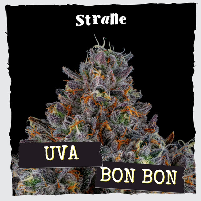 Uva Bon Bon - Image 2