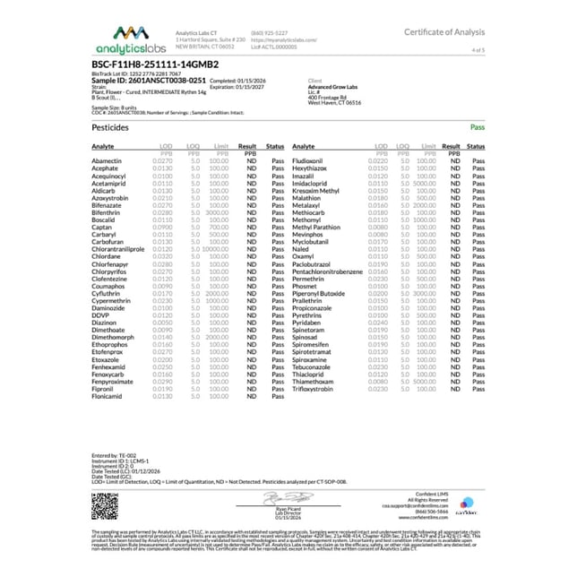 Rythm - B Scout (I) Flower  C0010001233 - Image 7