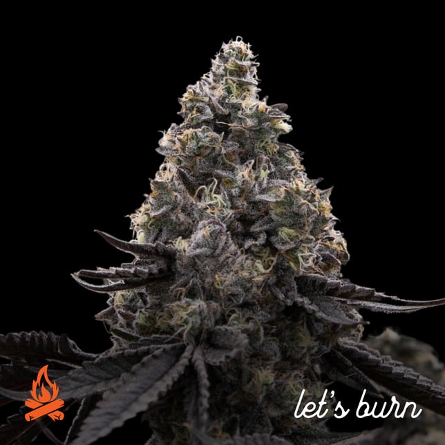 Let's Burn - Mikado Mintz (H) Flower  C0200000002 - Image 6