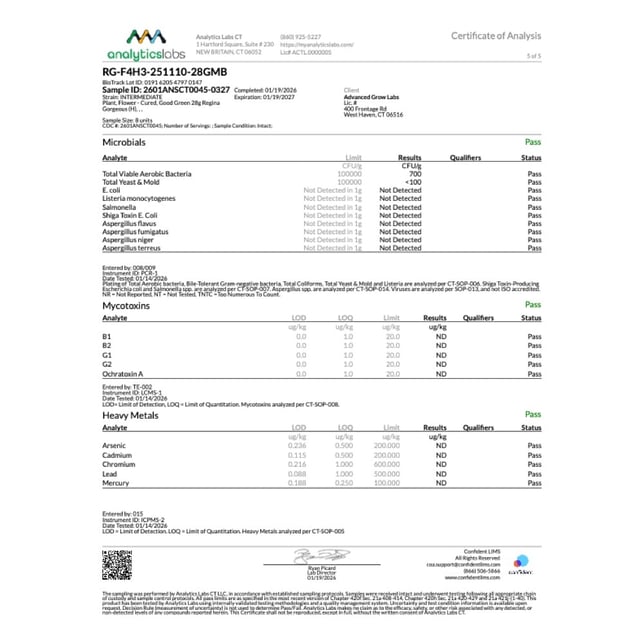 Good Green - Regina Gorgeous (H) Flower  C0010001237 - Image 9