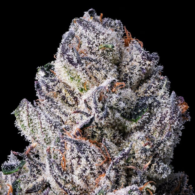 98K All-In-One Gold Blend [1000mg] - Image 4