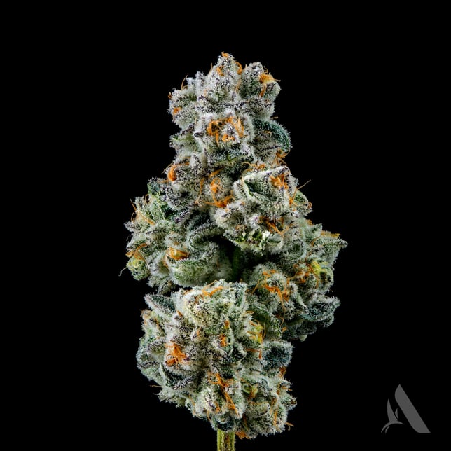 Affinity Grow - Capy (H) Flower  C0090000637 - Image 2