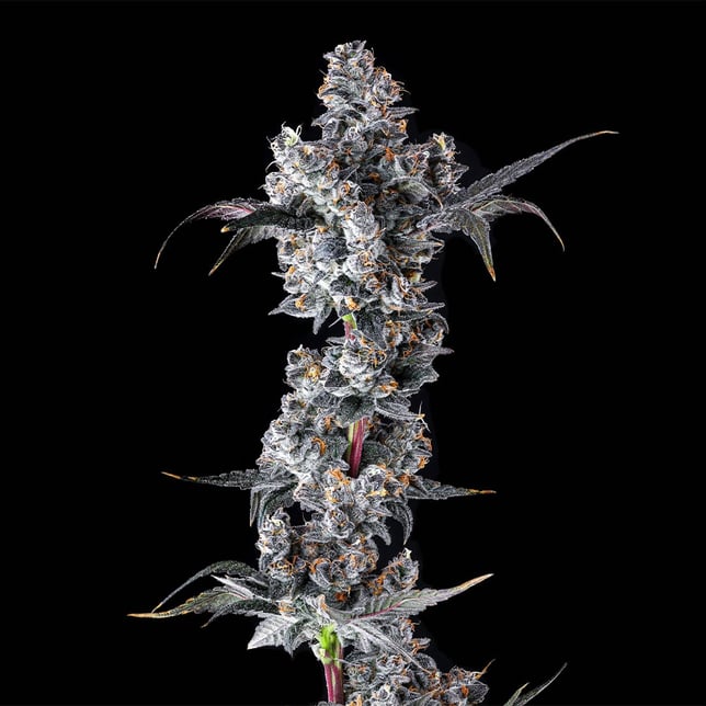 French Lotus Pre-Rolls [2.5g] - Image 5