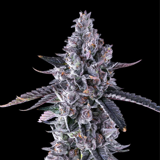 Black Lotus [3.5g] - Image 6