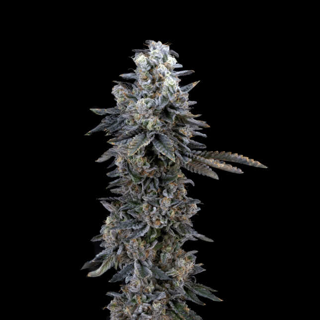 Kush Mints - Image 3 Kush Mints - Image 3