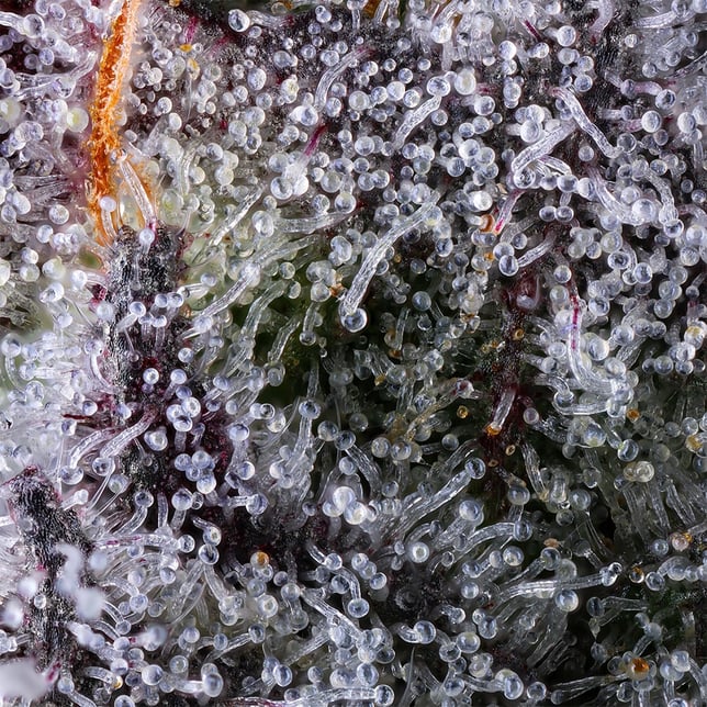 Black Lotus All-In-One Gold Blend [1000mg] - Image 10