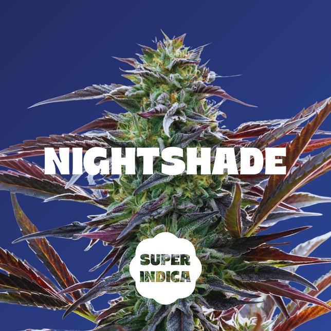 Black Currant - 20pc - Nightshade - Super Indica (100mg THC + 100mg CBN + 100mg CBD) - Image 2