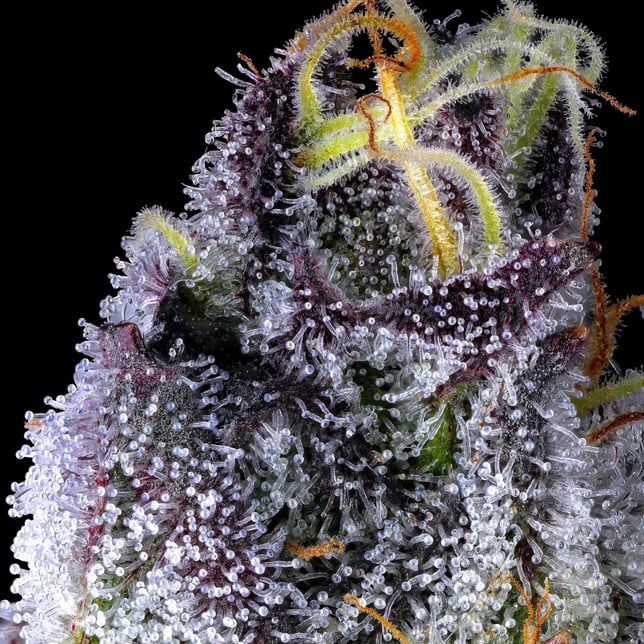 Chrome Dome Pre-Roll 5-Pack (2.5g) - Image 9