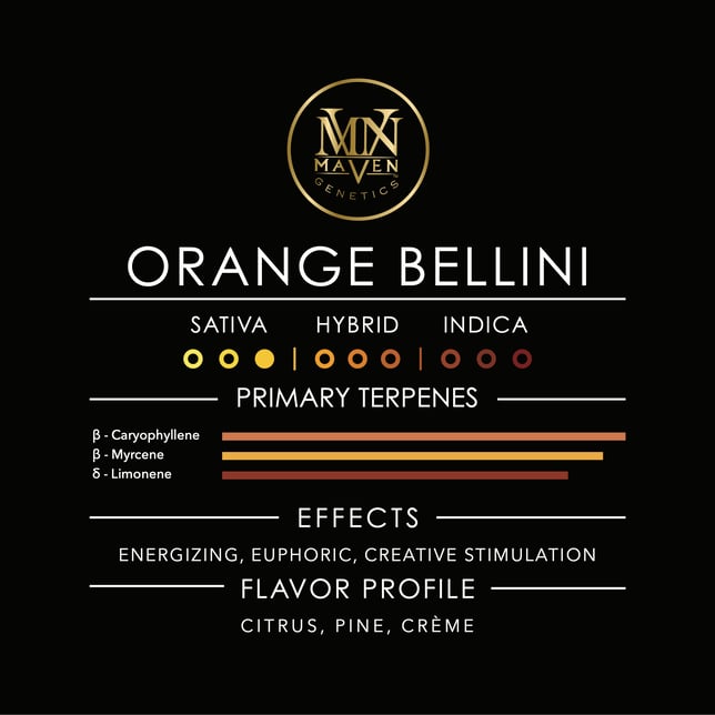 Orange Bellini - Image 10