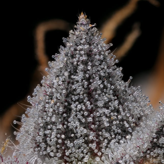 Rainbow Rose #1 - Image 2