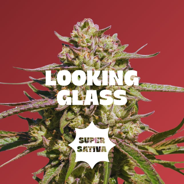 Cranberry - 20pc - Looking Glass - Super Sativa (100mg THC + 100mg CBC) - Image 2
