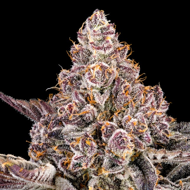Orange Sapphire [3.5g] - Image 8