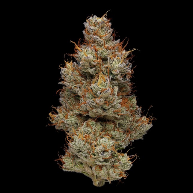 M.A.C. [1g] - Image 3