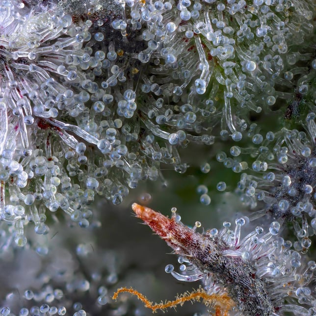 Chroma Pre-Roll 5-Pack [2.5g] - Image 10