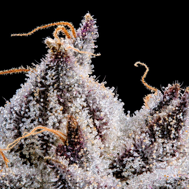 Shangri-La Pre-Roll 5-Pack [2.5g] - Image 9