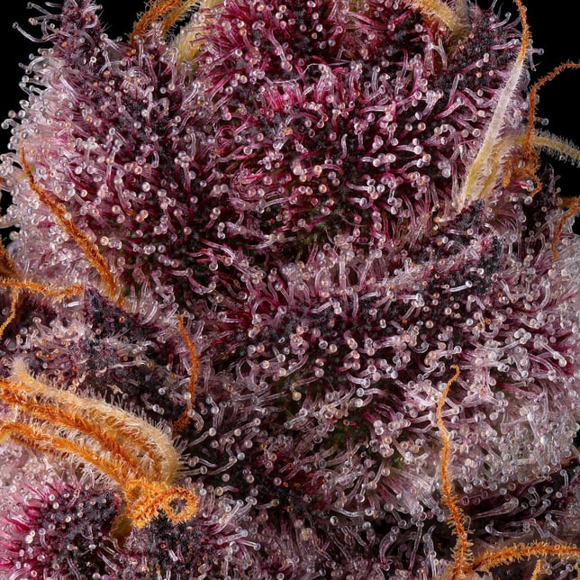 Lemon Cherry Tropicana Gold Blend - Image 12