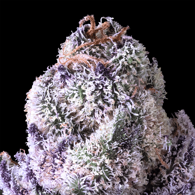 Pre-98 Bubba Kush x Runtz - Image 5