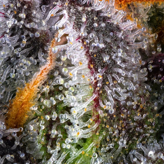 Zuzu Zangria Mini Halos Infused Pre-Roll Single [.6g] - Image 13