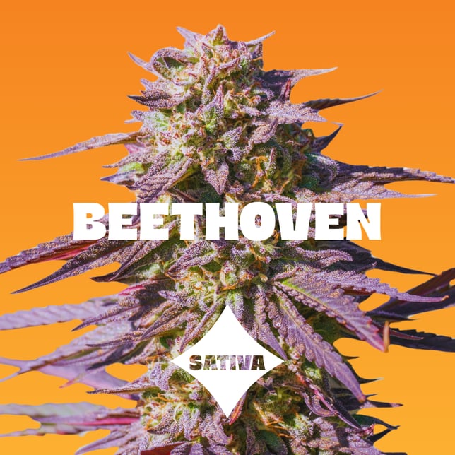 Orange - 20pc - Beethoven - Sativa (100mg THC) - Image 2