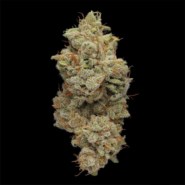 Glacee Blanche [1g] - Image 3