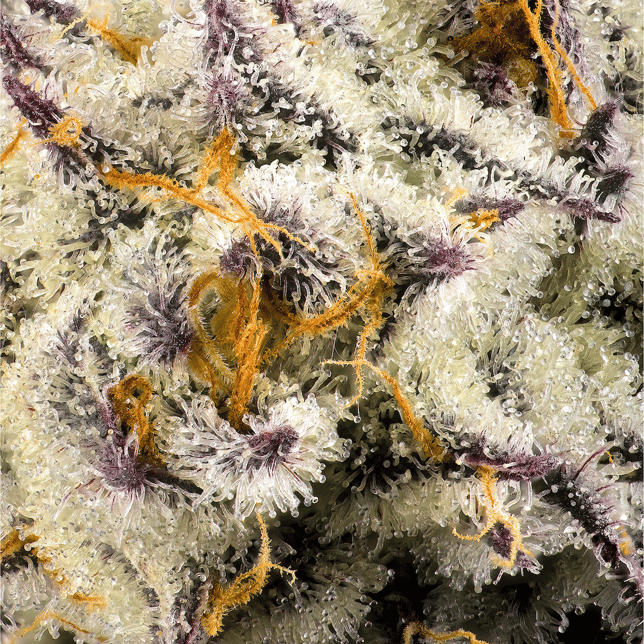 FKAFL Pre-Roll 5-Pack [2.5g] - Image 10