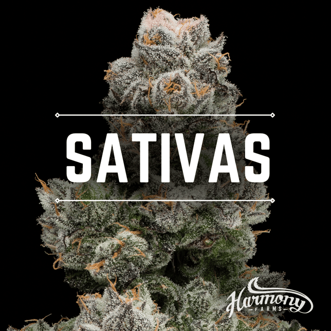 Mimosa - Image 1 Mimosa - Image 1