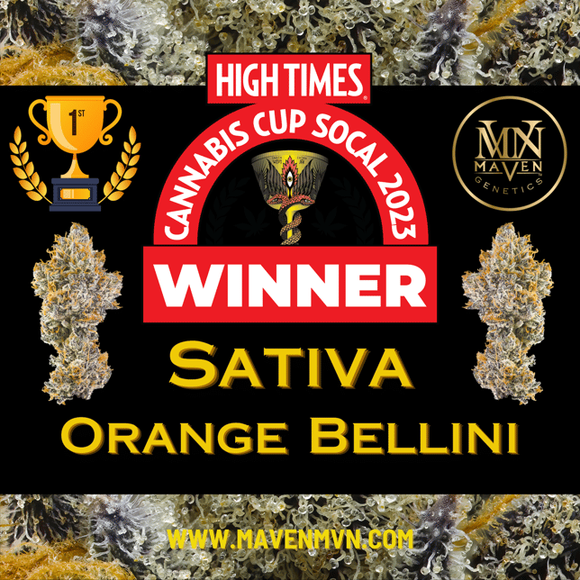 Orange Bellini Gold Blend - Image 6