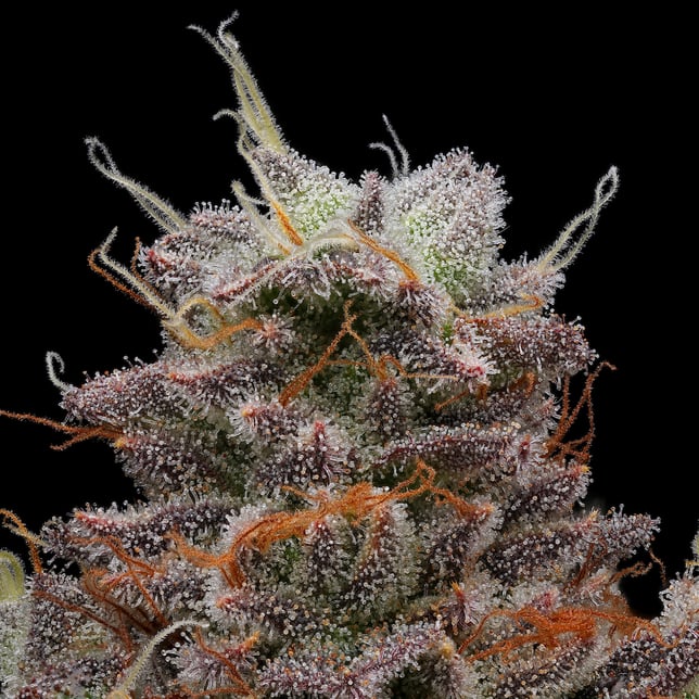 M.A.C. [1g] - Image 4