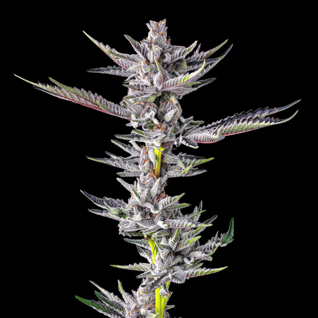 ZuZu Zangria Halos Infused Pre-Roll [1.9g] - Image 7