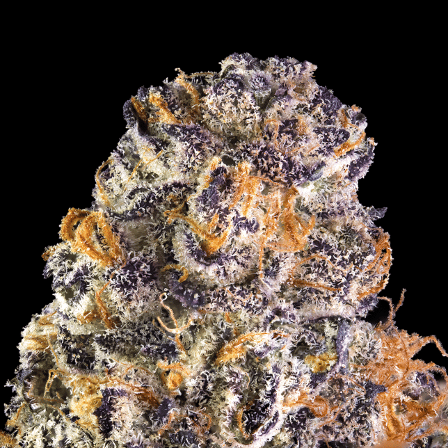 Key Lime Jack -  Maven Minis [14g] - Image 6