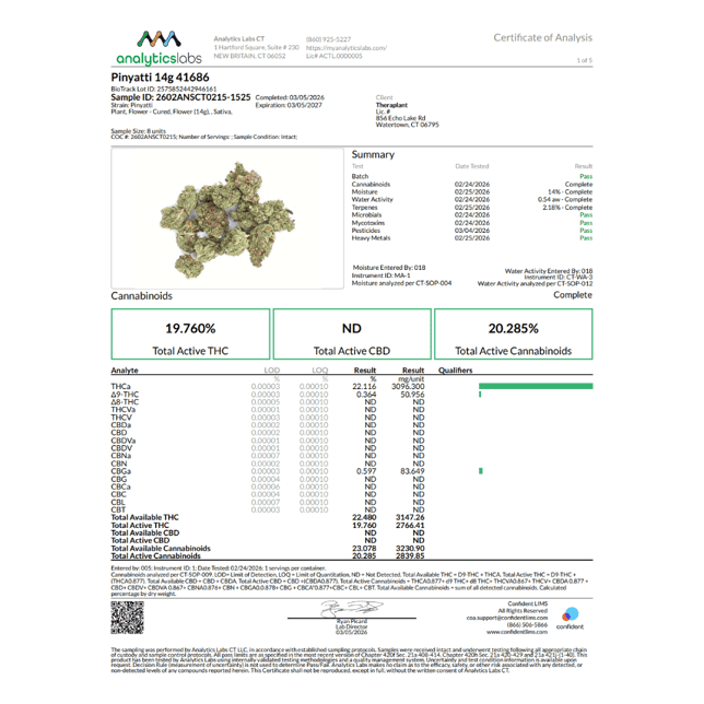 Theraplant - Pinyatti (S) Flower C0040001686 - Image 3