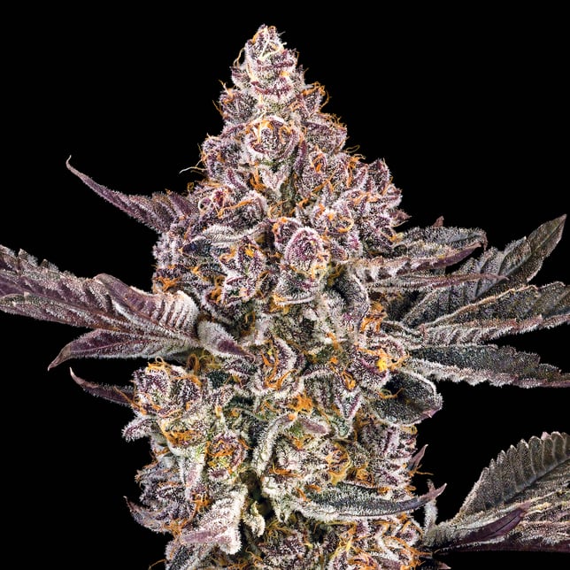 Orange Sapphire Gold Blend - Image 5 Orange Sapphire Gold Blend - Image 5