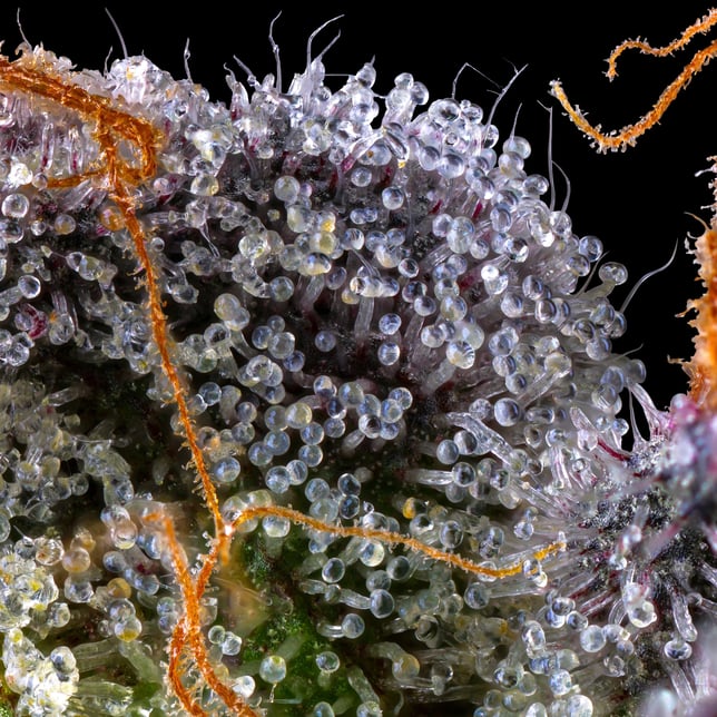 Lipsmackerz [3.5g] - Image 12