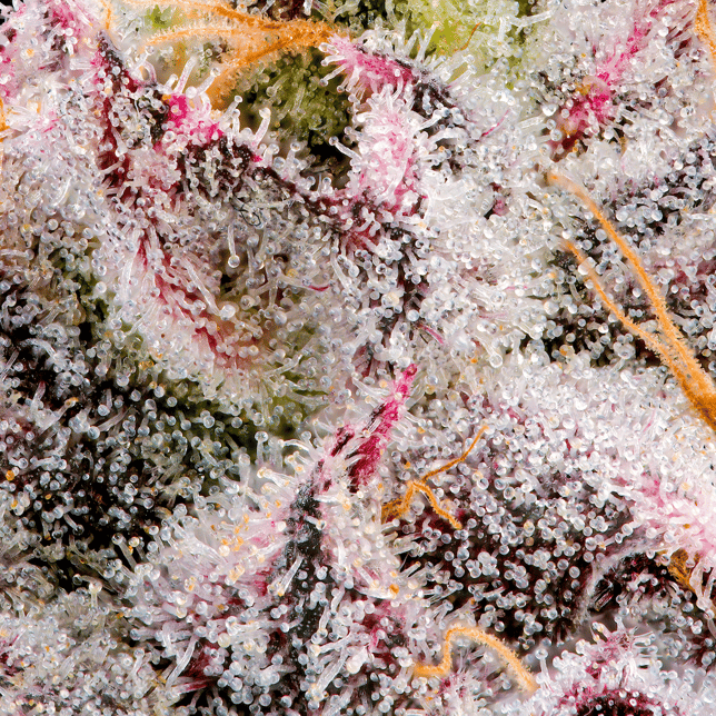 Prizmatic Halos Infused Pre-Roll [1.9g] - Image 9