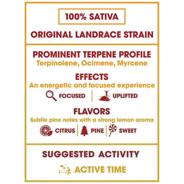 Durban Poison - Image 3 Durban Poison - Image 3