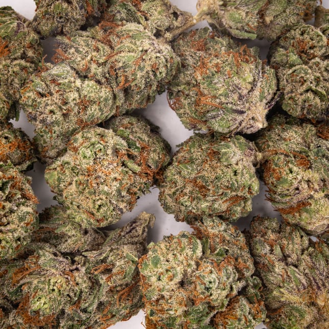 Garlic OZ - Image 5
