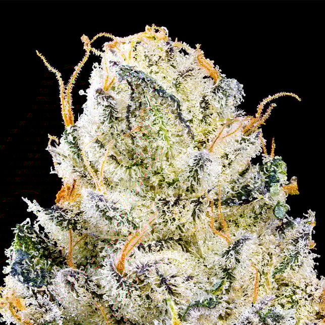 Chem 51 [3.5g] - Image 5