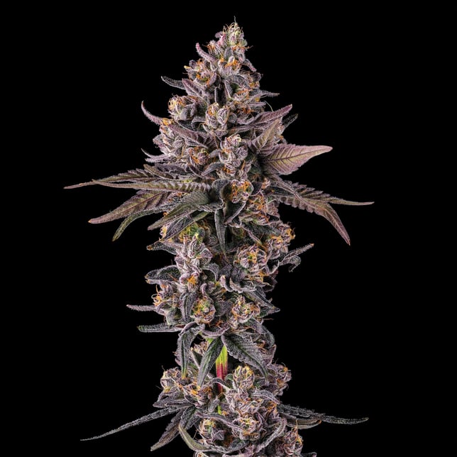 Dirty Laundry Pre-Roll 5-Pack [2.5g] - Image 6