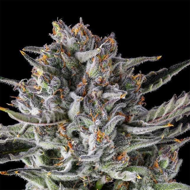 BluZangria All-In-One Gold Blend [1000mg] - Image 6