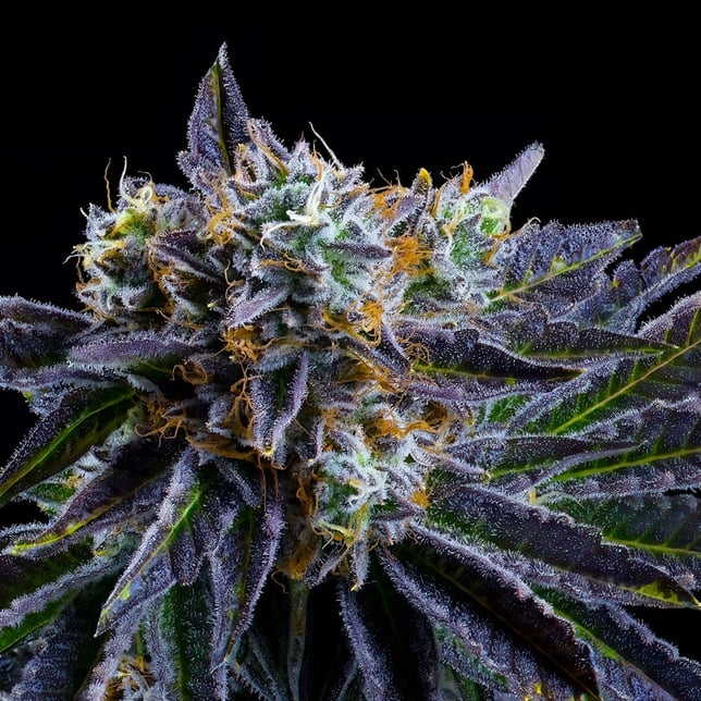 Sour Sangria Goldies Infused Pre-Rolls 5-Pack [3g] - Image 8