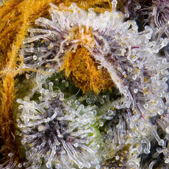 Orange Bellini All-In-One Gold Blend [1000mg] - Image 8