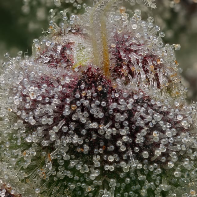 Hash Burger [1g] - Image 4