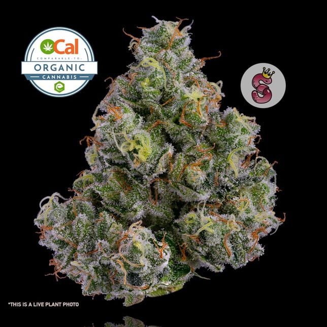 Jackapulco - Image 1