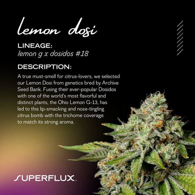 Lemon Dosi - Image 2 Lemon Dosi - Image 2