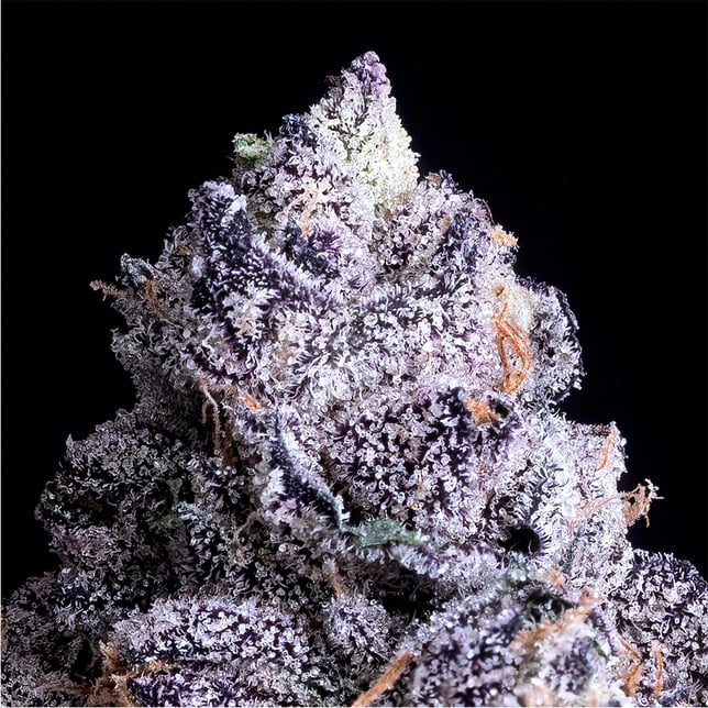 Prizm Goldies Infused Pre-Rolls 5-Pack [3g] - Image 7