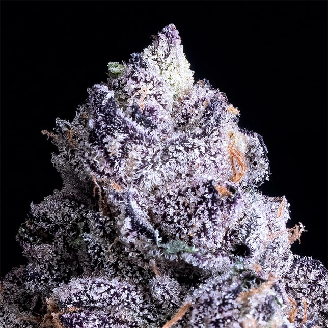 Prizm Gold Blend - Image 4