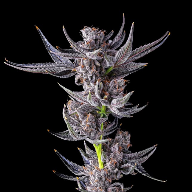 Lipsmackerz [3.5g] - Image 6