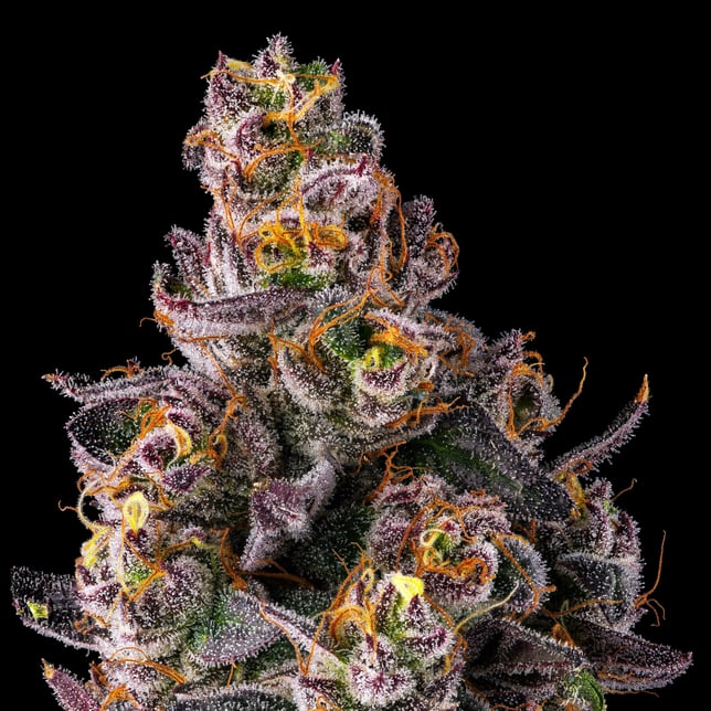 Dirty Laundry [3.5g] - Image 8